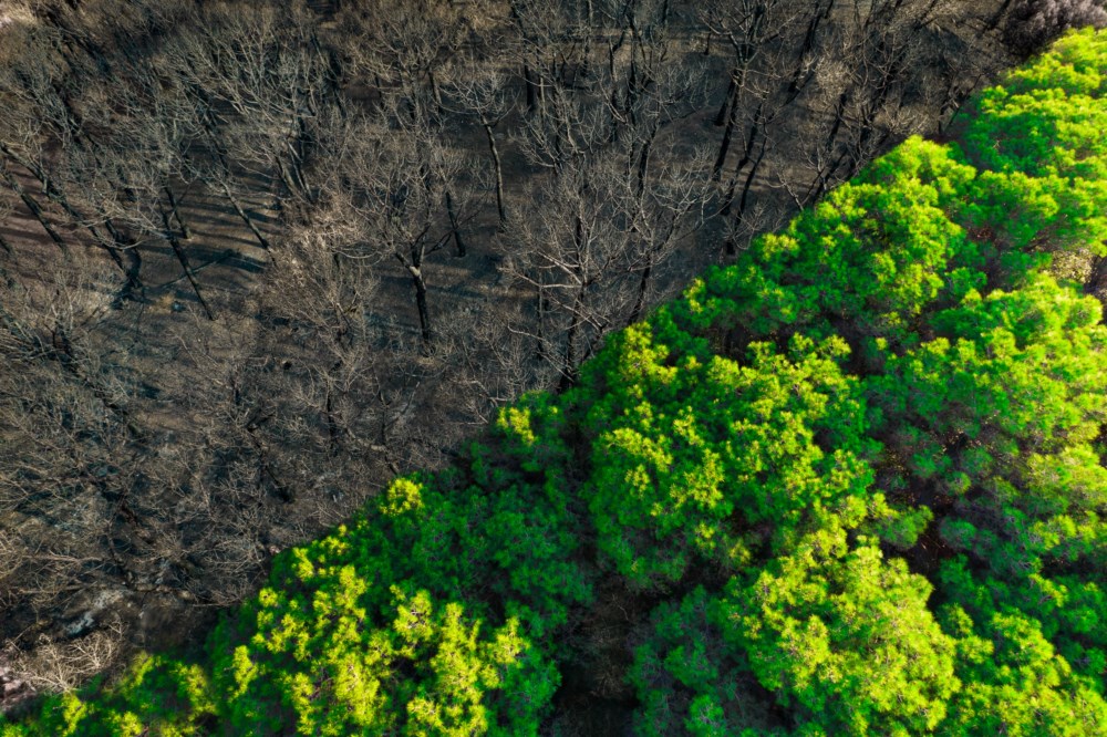 Luftfoto av en skog delt i to; ene halvparten er grønn og frodig, mens den andre er brent og naken etter en skogbrann.